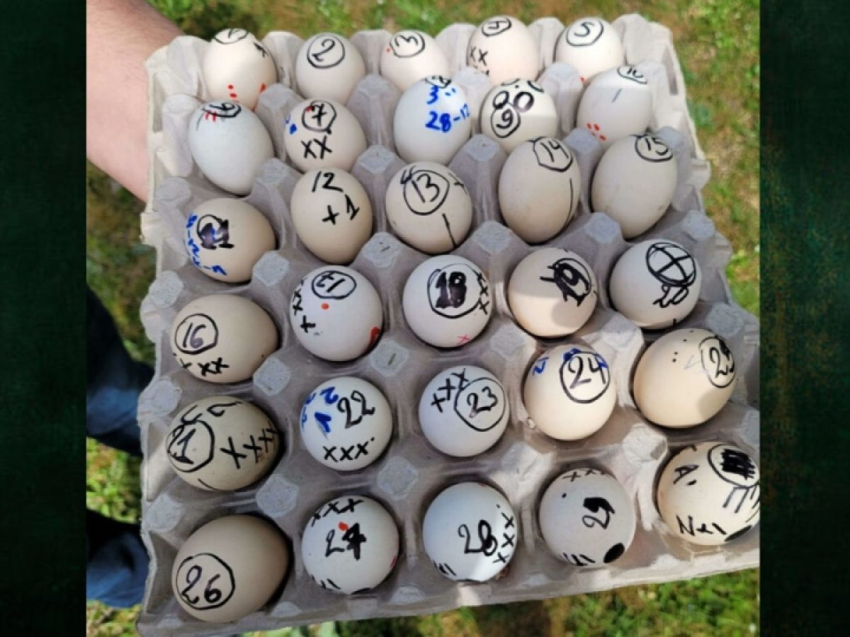 Ετοιμαστείτε για αυγομαχίες στον Μαυρόβατο