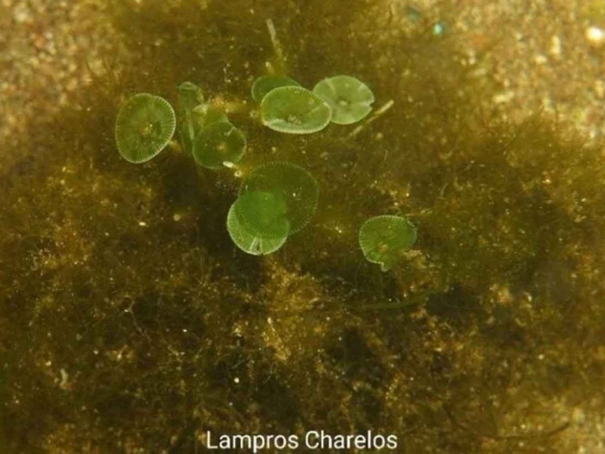 Αιτωλικό: Συνεχίζει να εκπλήσσει ο βυθός της λιμνοθάλασσας (φώτο)