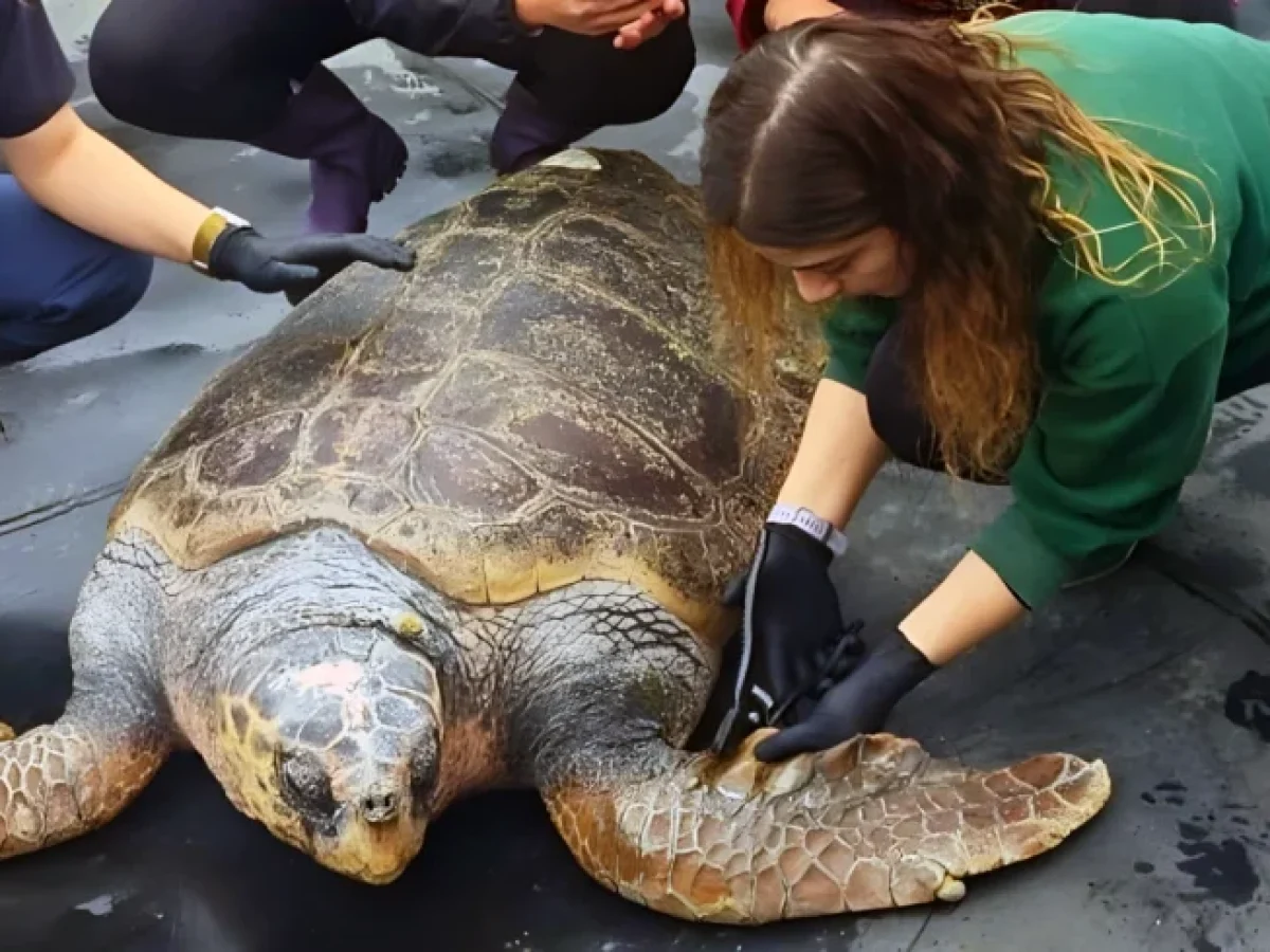 «Έβερεστ»: Ο γίγαντας της Γλυφάδας που δίδαξε σε όλους τι σημαίνει δύναμη, επιστρέφει στο γαλάζιο του σπίτι