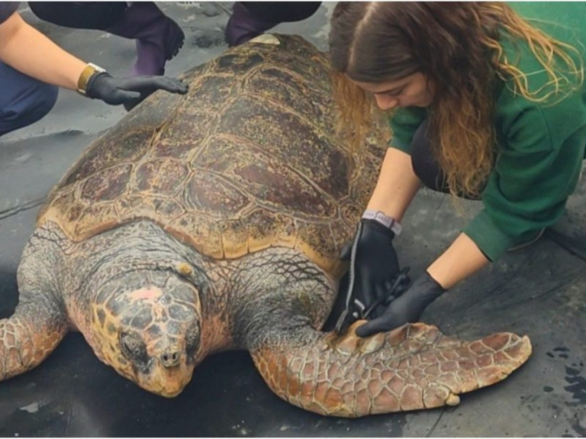 «Έβερεστ»: Ο γίγαντας της Γλυφάδας που δίδαξε σε όλους τι σημαίνει δύναμη, επιστρέφει στο γαλάζιο του σπίτι (ΕΙΚΟΝΕΣ)