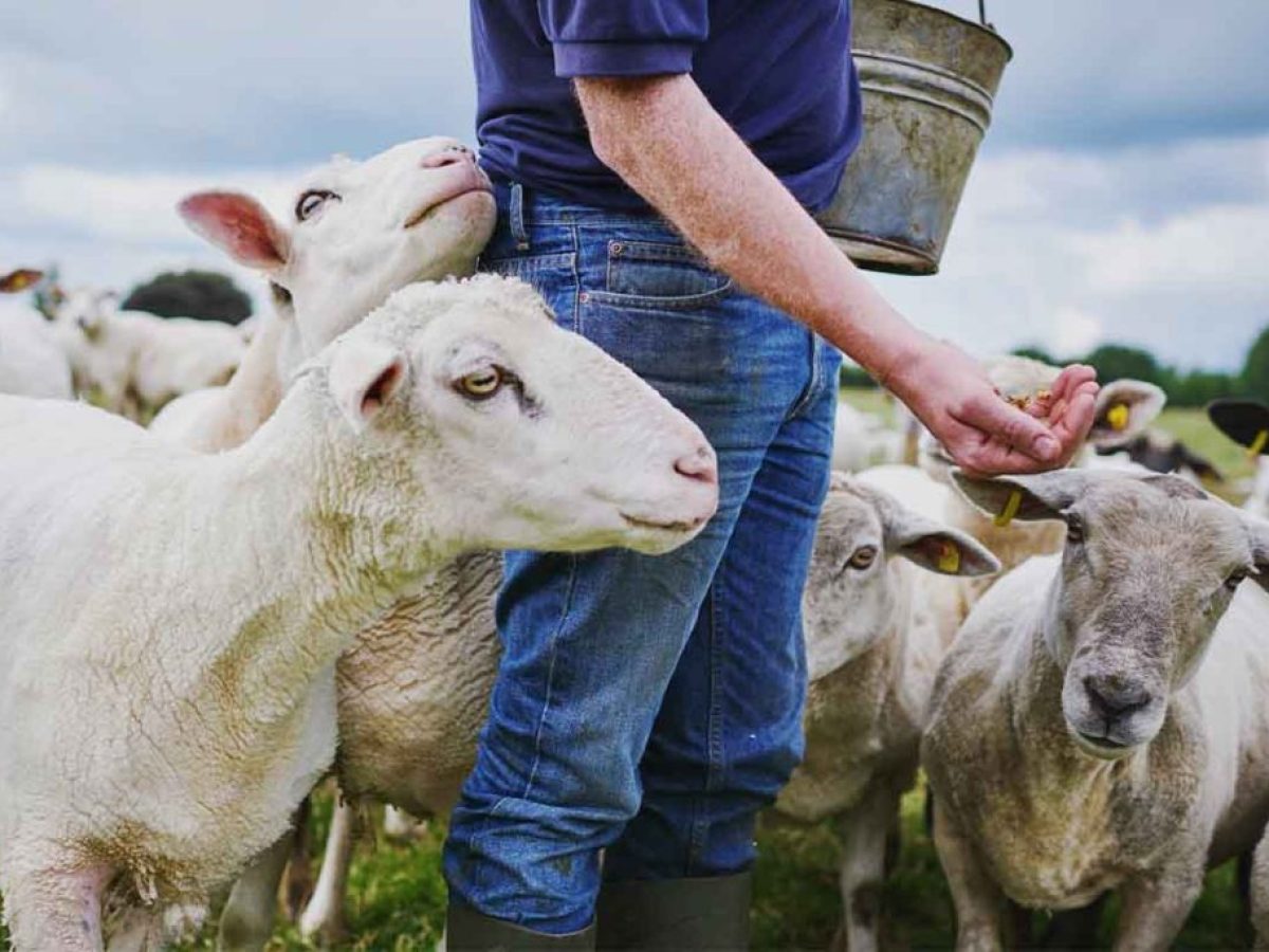 Ευλογιά αιγοπροβάτων:  Αγωνία ενόψει Πάσχα – Σε επιφυλακή οι κτηνιατρικές υπηρεσίες στα Γρεβενά