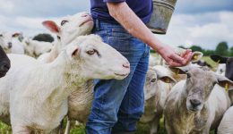 evlogia-egoprovaton-Αgonia-enopsi