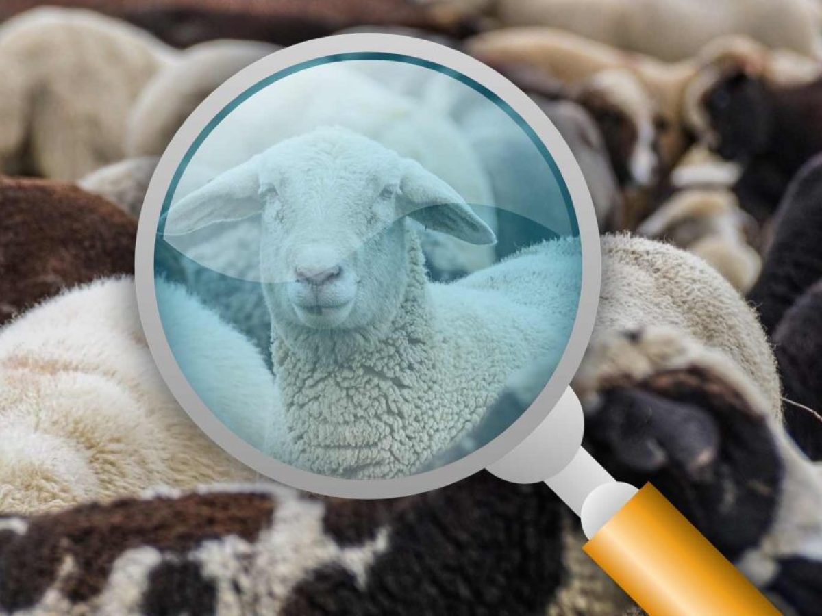 Ευλογιά: Στη Δυτική Ελλάδα 7 από τα 10 κρούσματα!