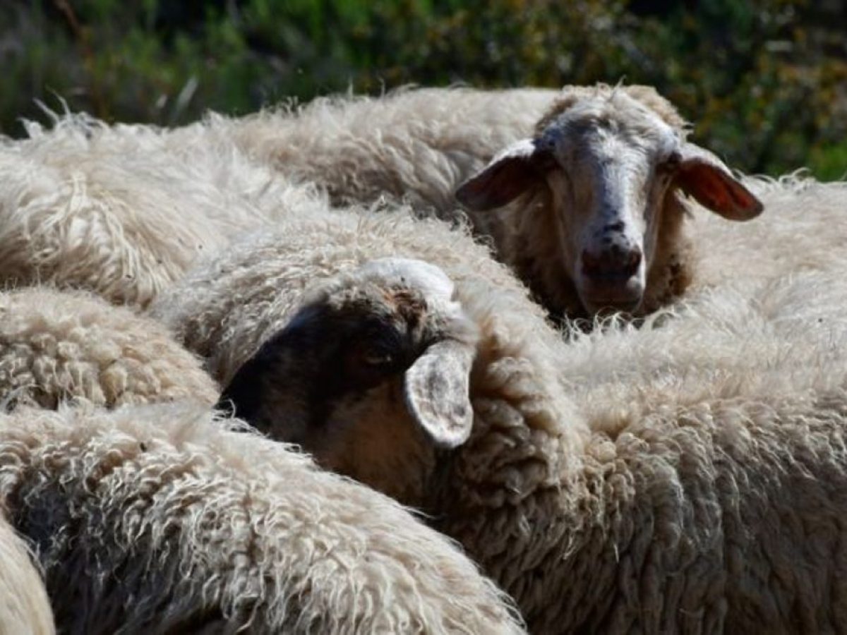 Εξαρθρώθηκε σπείρα που έκλεψε 163 ζώα και τα διέθεσε σε δύο κρεοπωλεία στο Αγρίνιο