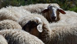 exarthrothike-spira-pou-eklepse-163