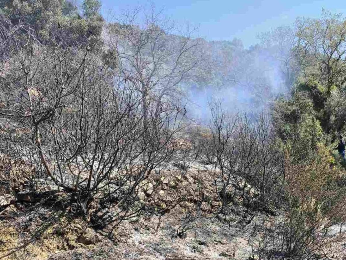 Φωτιά σε δασική περιοχή της Μαμουλαδας Ναυπακτίας