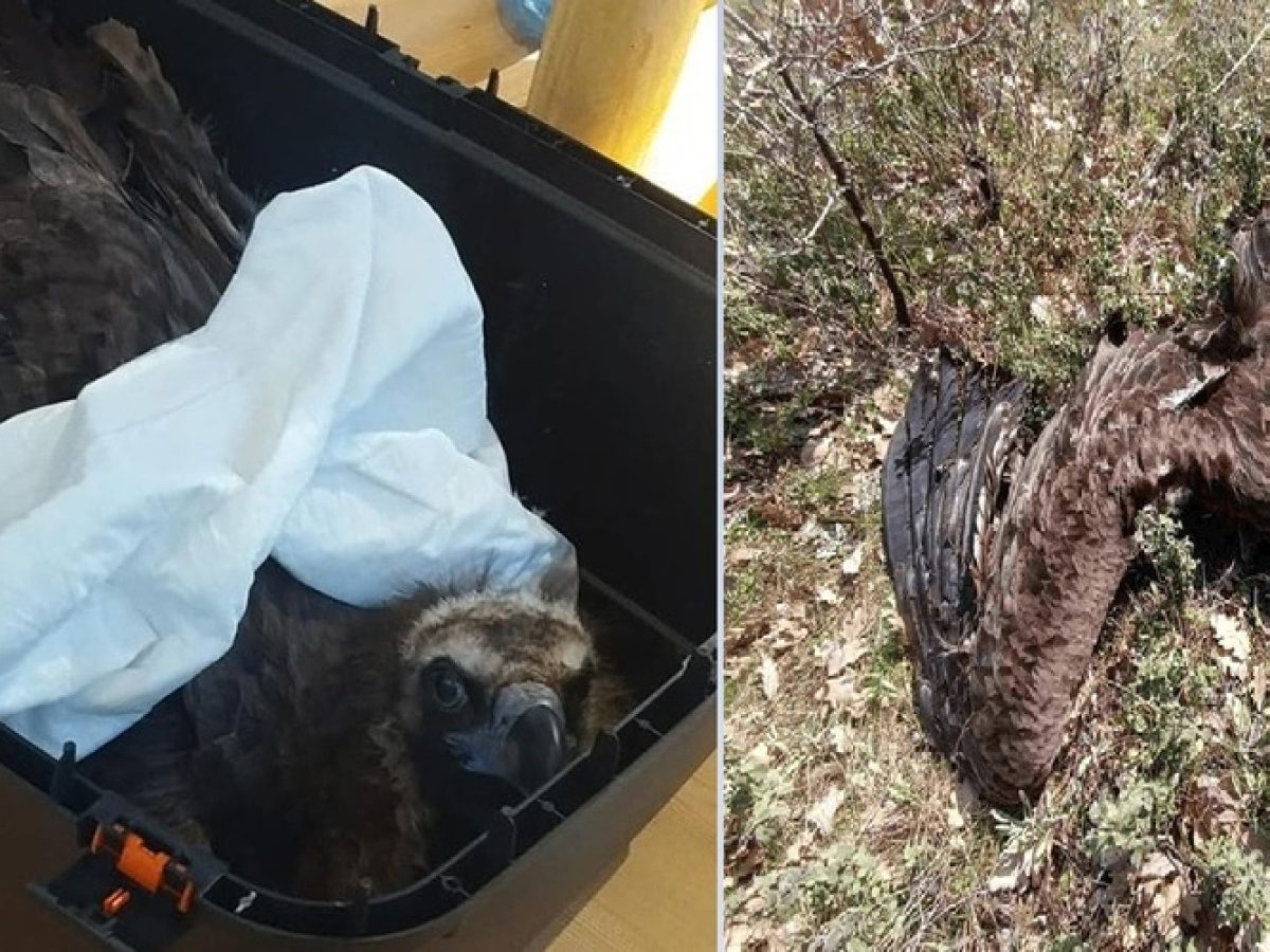 Φρίκη στη Δαδιά: Νεκροί 9 μαυρόγυπες από τους 12 που δηλητηρίασαν