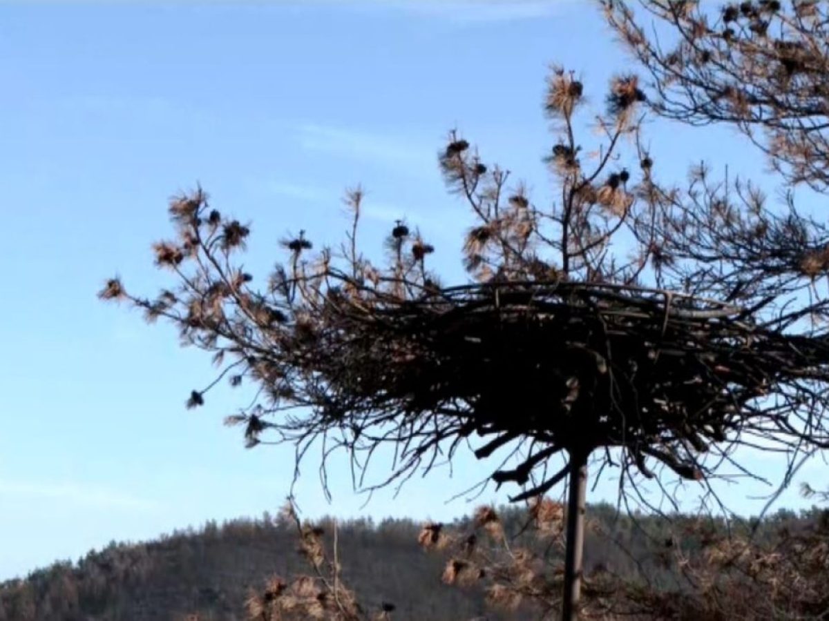 Γεννήθηκαν οι πρώτοι μαυρογύπες στο δάσος  της Δαδιάς