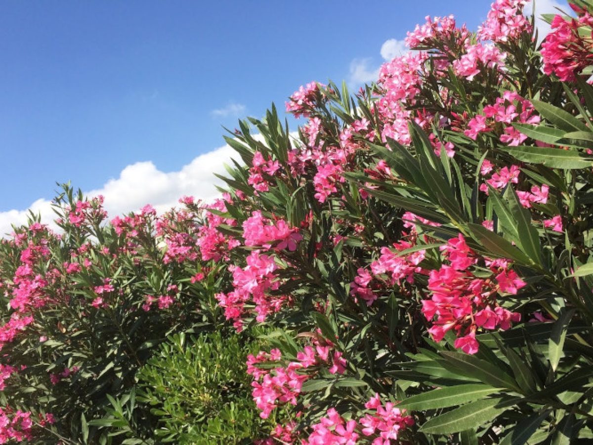 Γεωπόνοι και Υπηρεσία Πρασίνου κατά του ΕΟΔΥ που βγάζει τοξικές τις πικροδάφνες – Τι έγινε σε σχολείο των Χανίων που προκάλεσε αντιδράσεις | Photos