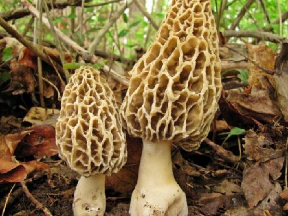 Γρεβενά: Σεμινάριο Πιστοποίησης Συλλέκτη Αυτοφυών Μανιταριών