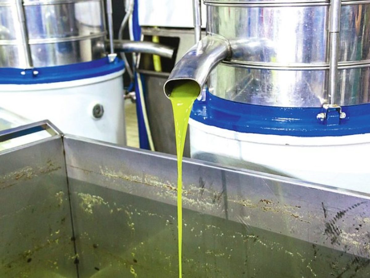 Η φετινή ελαιοπαραγωγή στο νομό Λασιθίου από τις χαμηλότερες των τελευταίων χρόνων