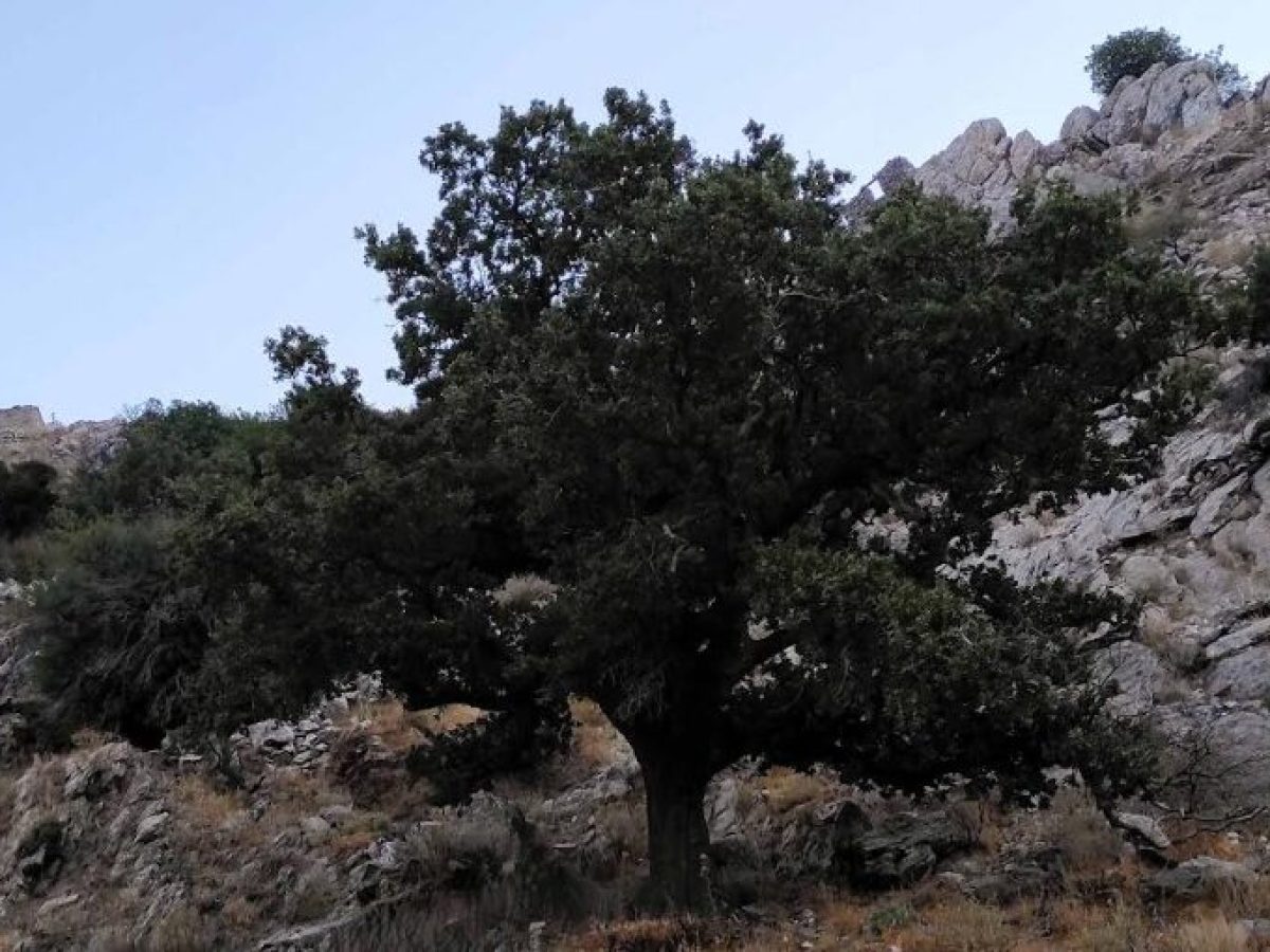 Η Ιερή Βελανιδιά της Μάνης εντάσσεται στο Δίκτυο Αιωνόβιων Δέντρων Ελληνικής Επανάστασης