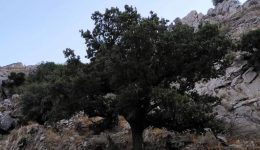 i-ieri-velanidia-tis-manis-2