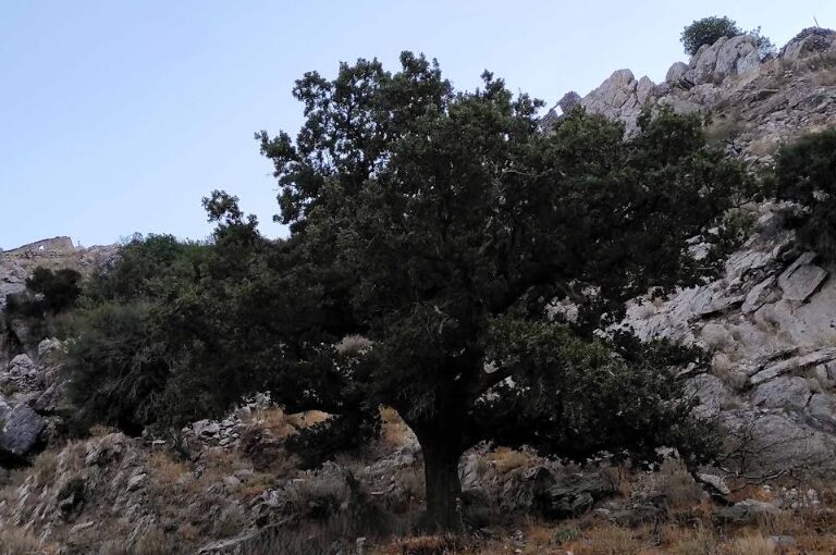 i-ieri-velanidia-tis-manis-2