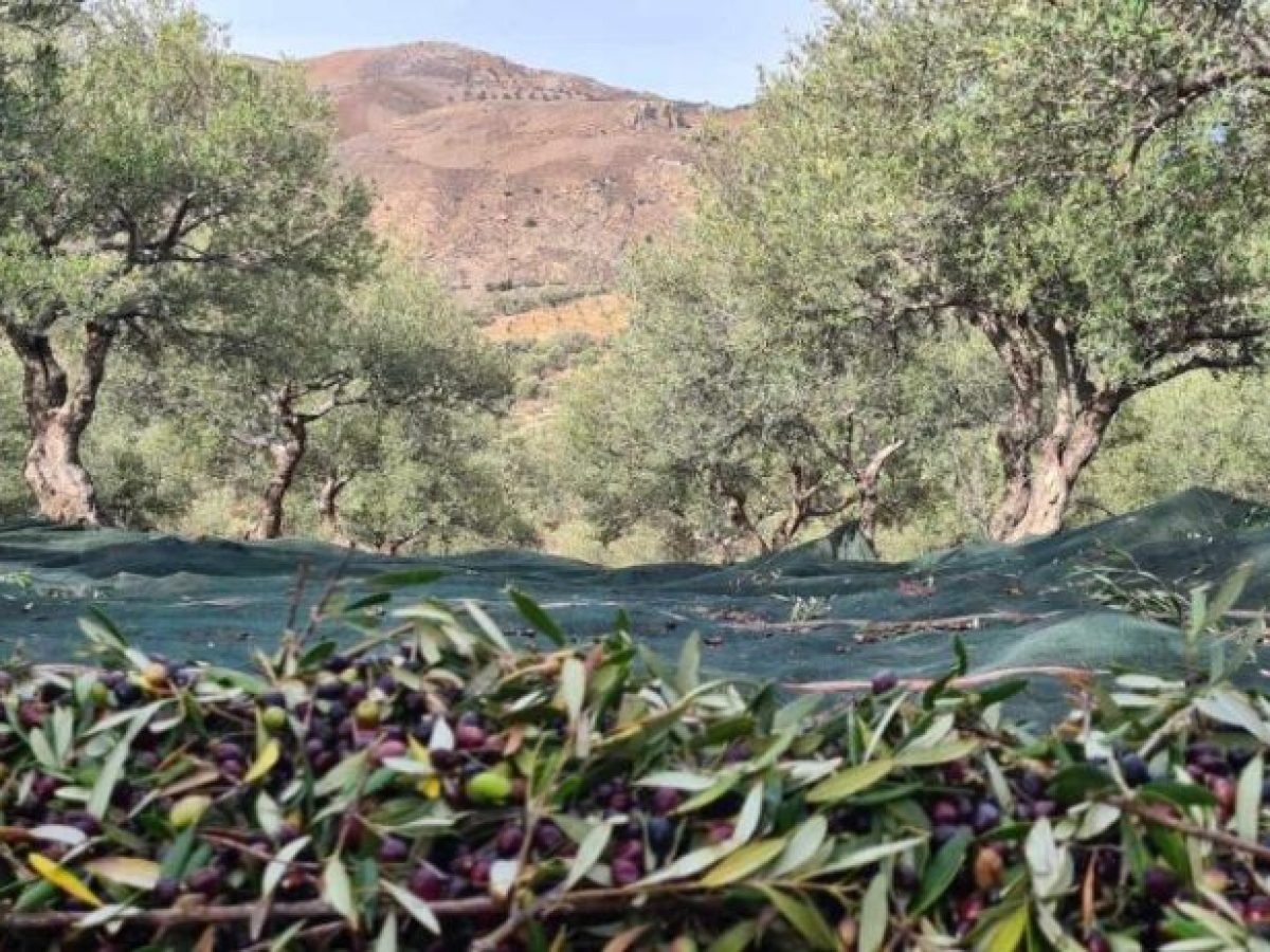Η «λέπρα» της ελιάς απειλεί την παραγωγή στην Κρήτη – Το γλοιοσπόριο που ρίχνει την ποιότητα του ελαιολάδου