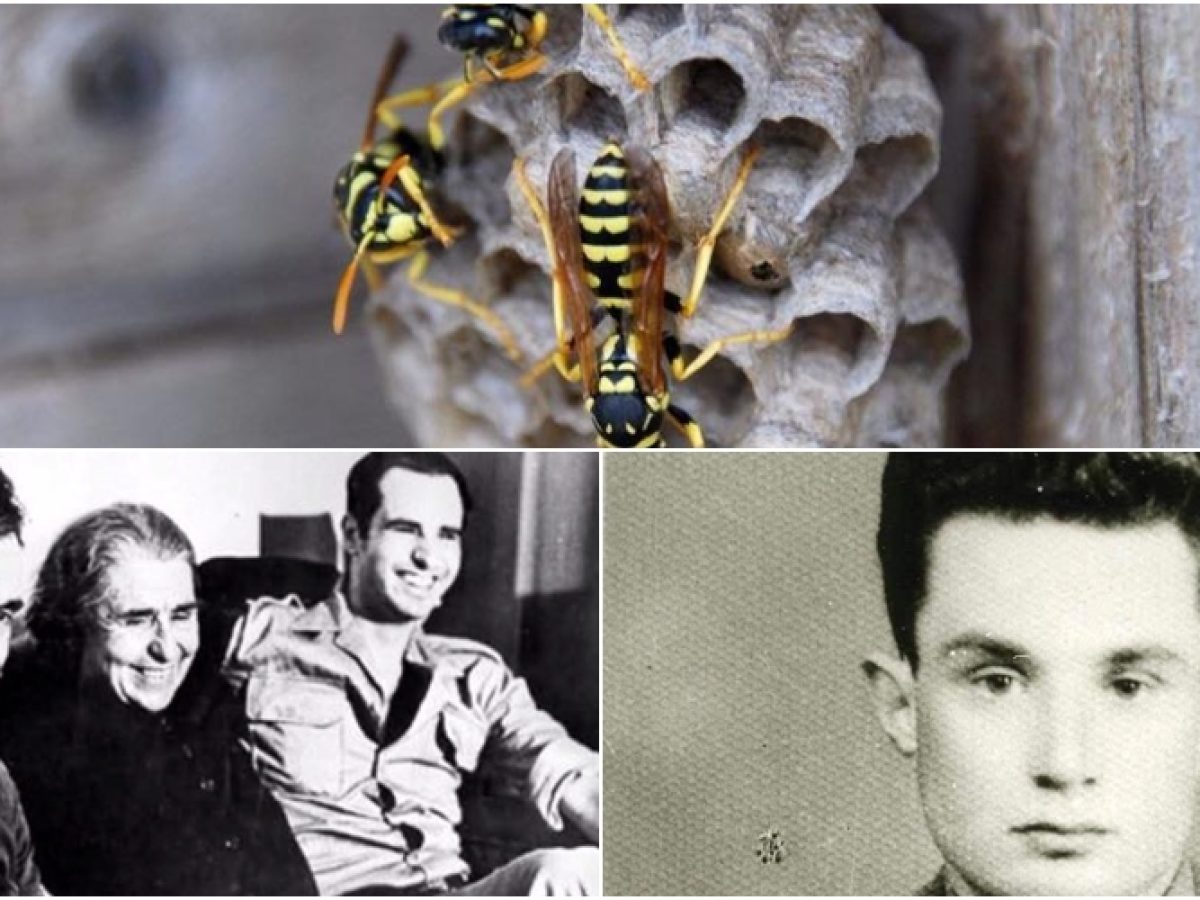 Οι Παναγούληδες, αψηφούσαν τον πόνο και τον κίνδυνο από παιδιά