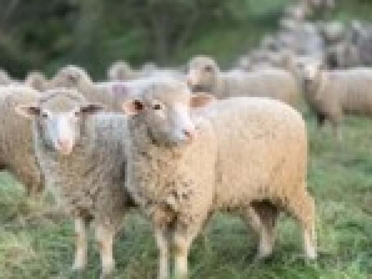 Η ΤΕ Πρέβεζας ΚΚΕ για την εμφάνιση κρούσματος ευλογιάς στην Πάργα