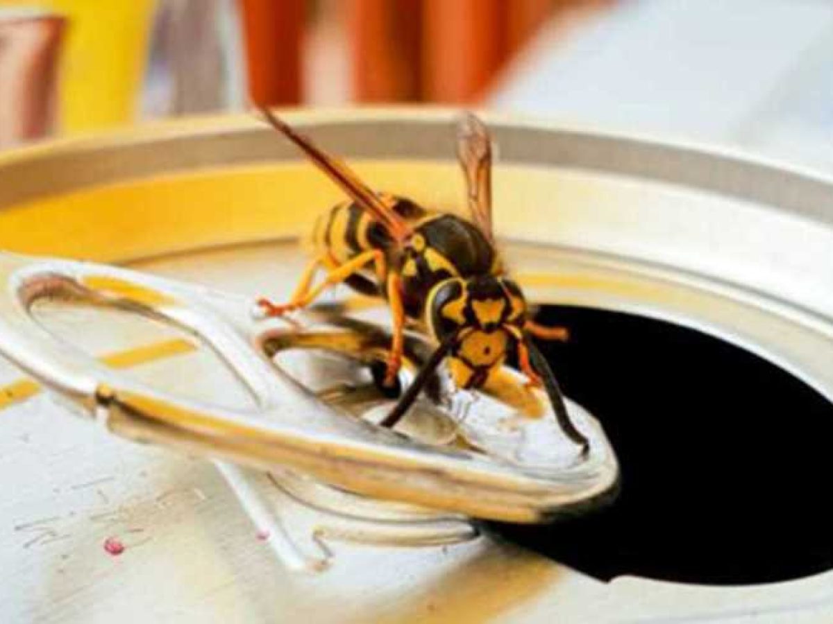 Η Θάσος ετοιμάζεται για «μάχη» με τις σφήκες το καλοκαίρι