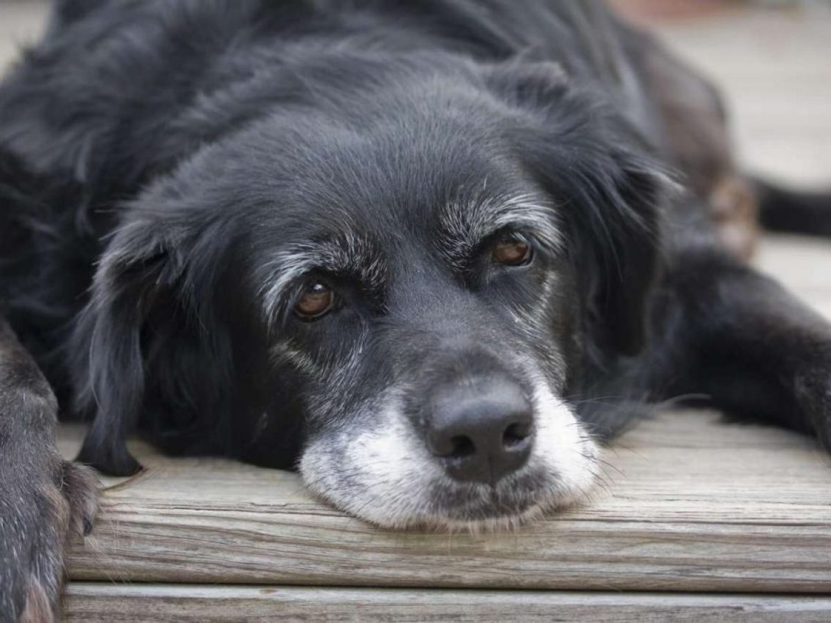 Η Βραζιλία πρωτοπορεί στην αντιμετώπιση των κατοικιδίων