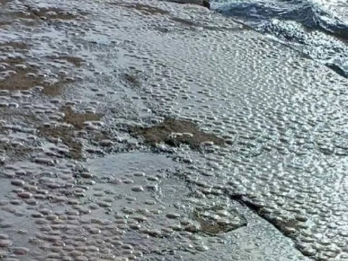 Εικόνες σοκ στην Εύβοια: Εκατοντάδες μέδουσες «βούλιαξαν» γνωστή παραλία – Τι συμβαίνει