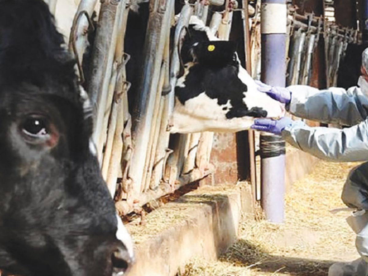 Οικονομική καταστροφή από τον αφθώδη πυρετό στη Λέσβο