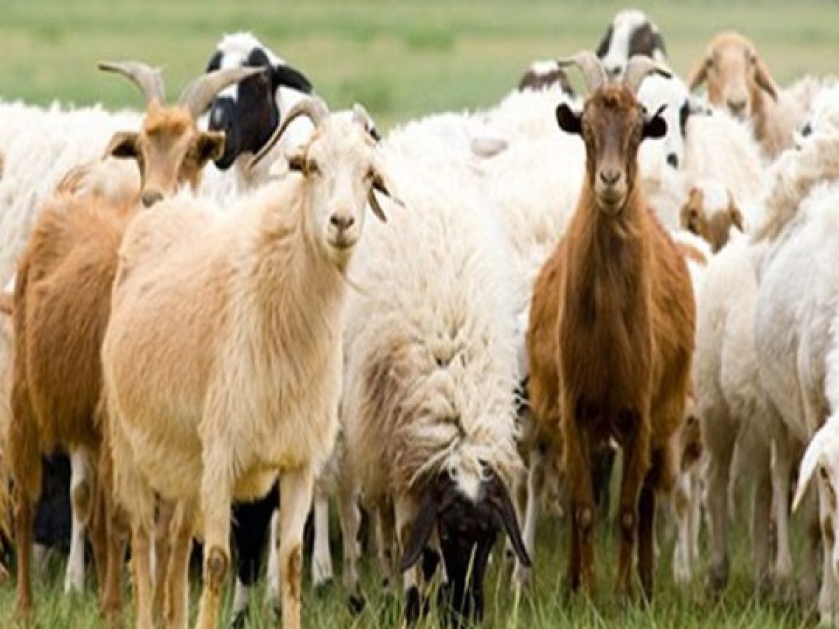 ΥΠΑΑΤ: Διευκρινίσεις για τα μέτρα περιορισμού μετακινήσεων αιγοπροβάτων σε περιοχές που έχουν πληγεί από την ευλογιά