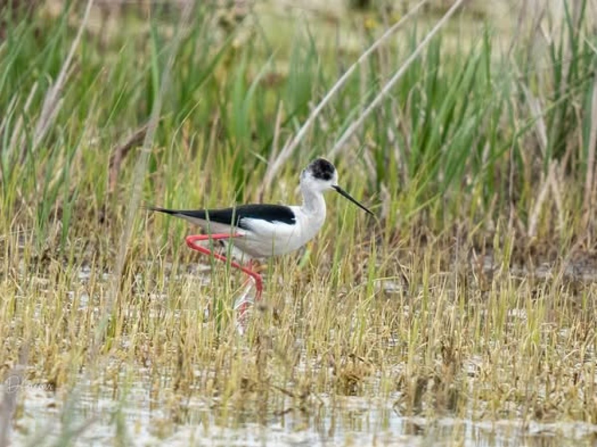 Καλαμοκανάς στα Σπάτα απέναντι από το αεροδρόμιο – το πουλί με τα ψηλότερα πόδια σε σχέση με το μέγεθός του