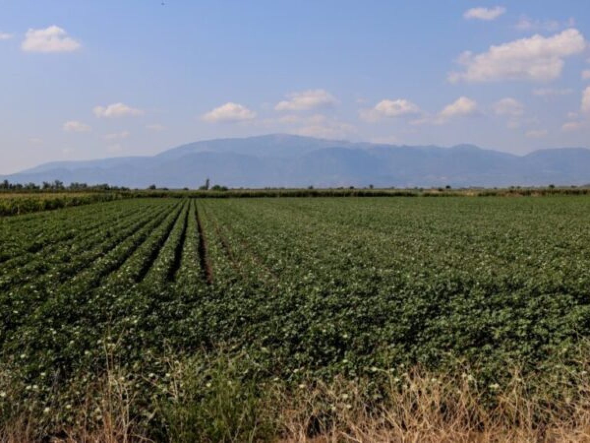 Κάλεσμα από τον ΕΛΓΑ ενόψει πληρωμών αποζημιώσεων