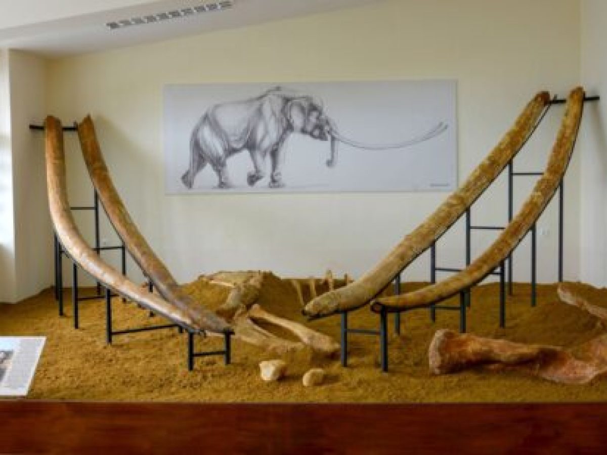 Κατηγορηματική θέση φορέων Μηλιάς για το Κέντρο Παλαιοντολογίας