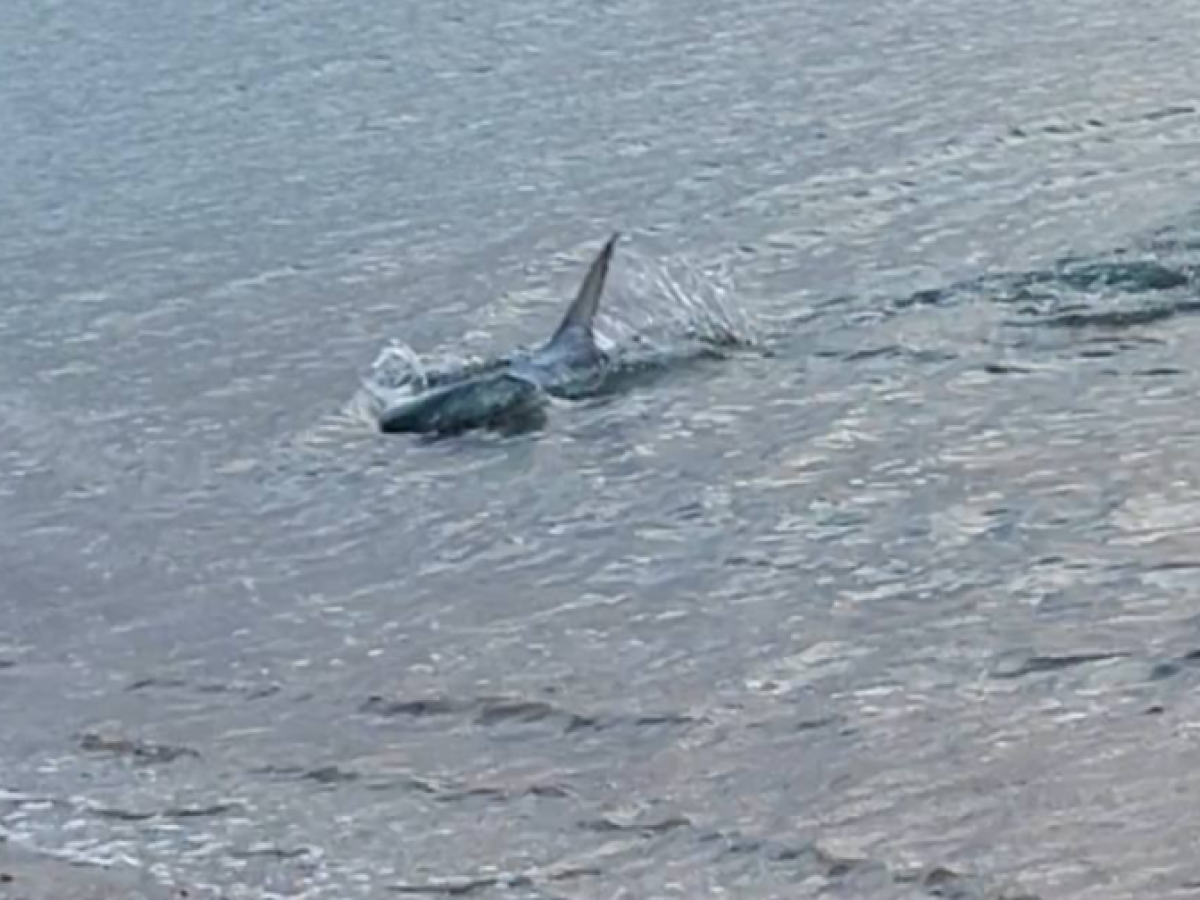 Καβούρι: Μεγάλο καρχαριοειδές κολυμπούσε στα ρηχά, κοντά στην ακτή