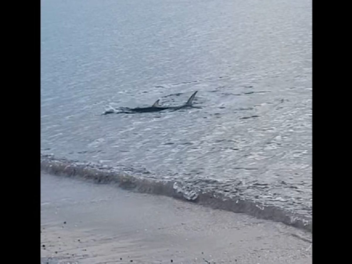 Καβούρι: Το ψάρι που θεωρήθηκε… καρχαρίας ήταν λίτζα