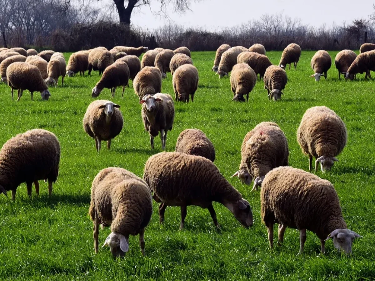 Κεφαλονιά: Στα όριά τους οι κτηνοτρόφοι – «Μας οδηγούν σε αφανισμό»