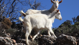 keramoti-naxou-orgi-katikon-gia