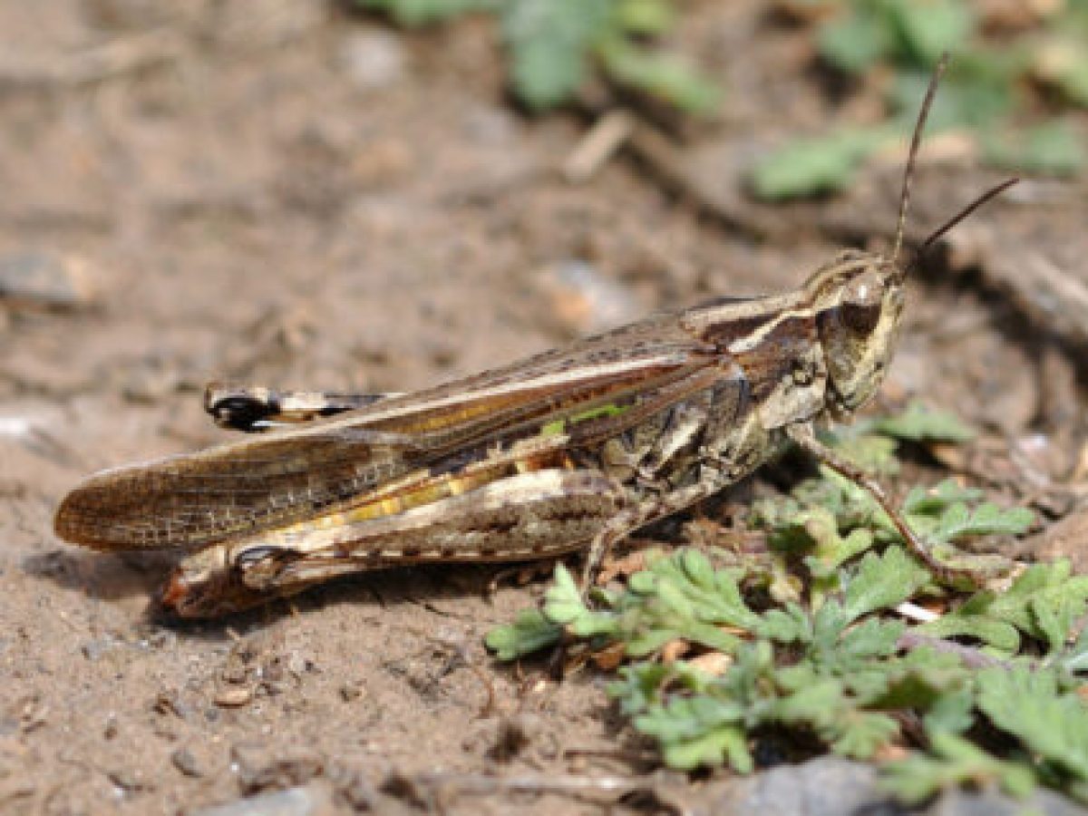 Κηρύσσονται ακριδόπληκτες περιοχές της Π.Ε. Γρεβενών για το 2026 – Έκκληση για έγκαιρη καταπολέμηση