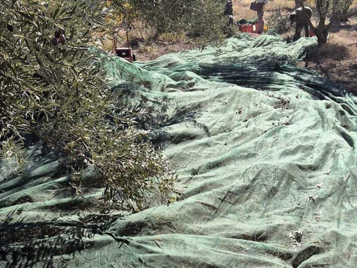 Κλιματικό «σοκ» στην κρητική ελαιοκαλλιέργεια