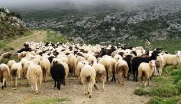 kozani-diamartiria-ktinotrofon-sto-periferiako