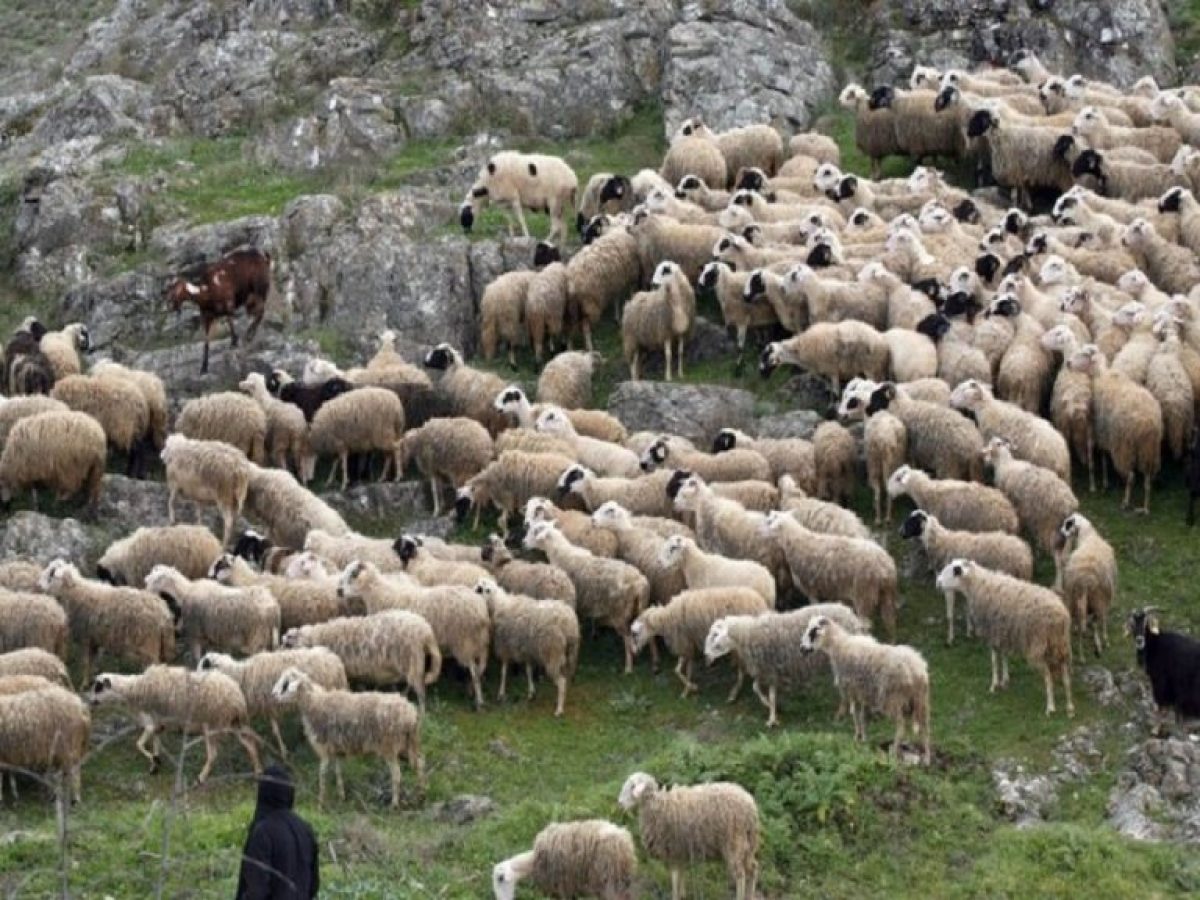 Κοζάνη: Παράσταση διαμαρτυρίας των κτηνοτρόφων στη γέφυρα Σερβίων – Κραυγή αγωνίας για την επιβίωση του κλάδου   