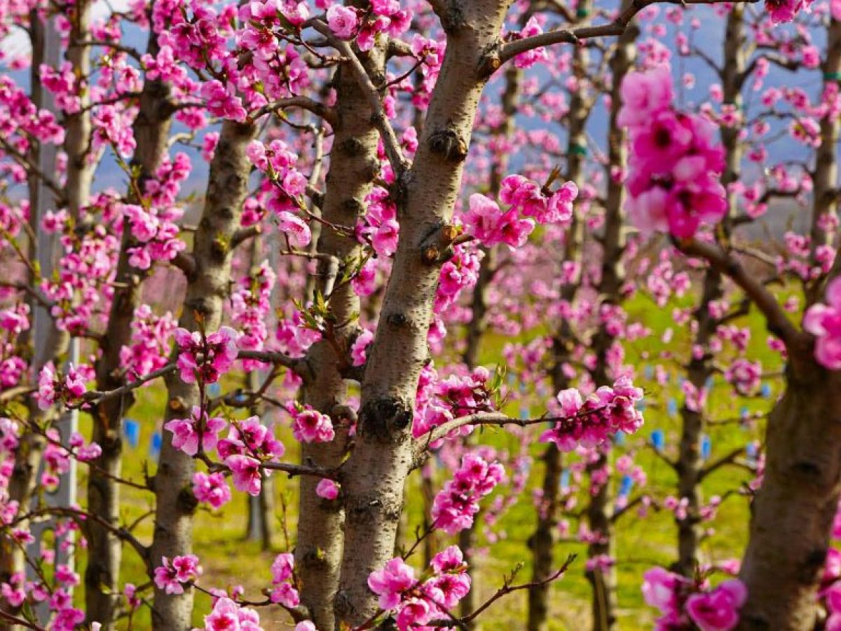 Κοζάνη: Ροζ «ντύθηκε» ο κάμπος του Βελβεντού – Ένα μοναδικό ανοιξιάτικο θέαμα