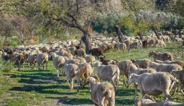 krisimo-dimino-eos-to-pascha-1