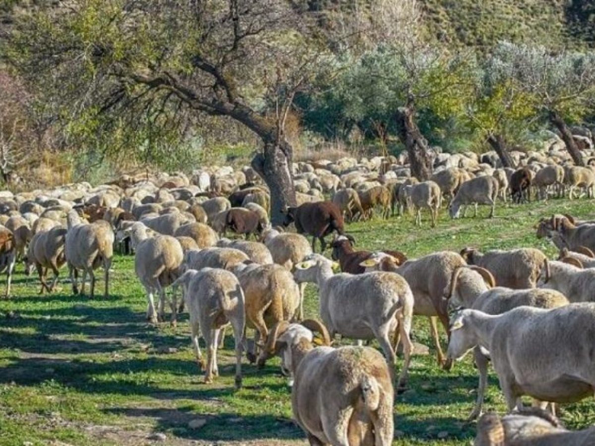 Κρίσιμο δίμηνο έως το Πάσχα με μηδενική χαλάρωση στα μέτρα για την ευλογιά – Η εικόνα στη Θεσσαλία