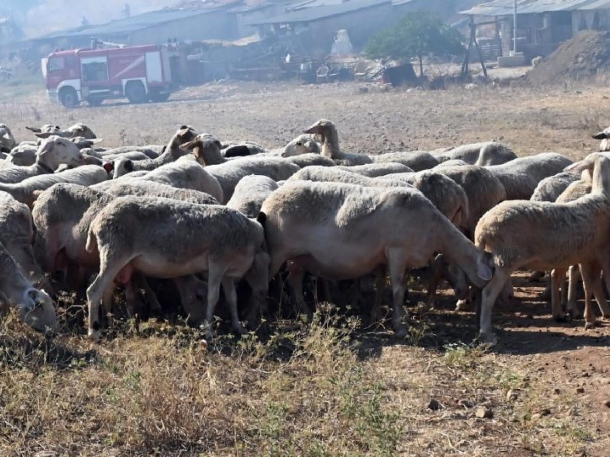 Κρήτη: Παρατείνονται τα προληπτικά μέτρα για την ευλογιά των αιγοπροβάτων