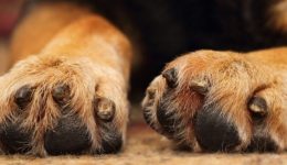 kriti-ragizi-kardies-mikro-skilaki-1