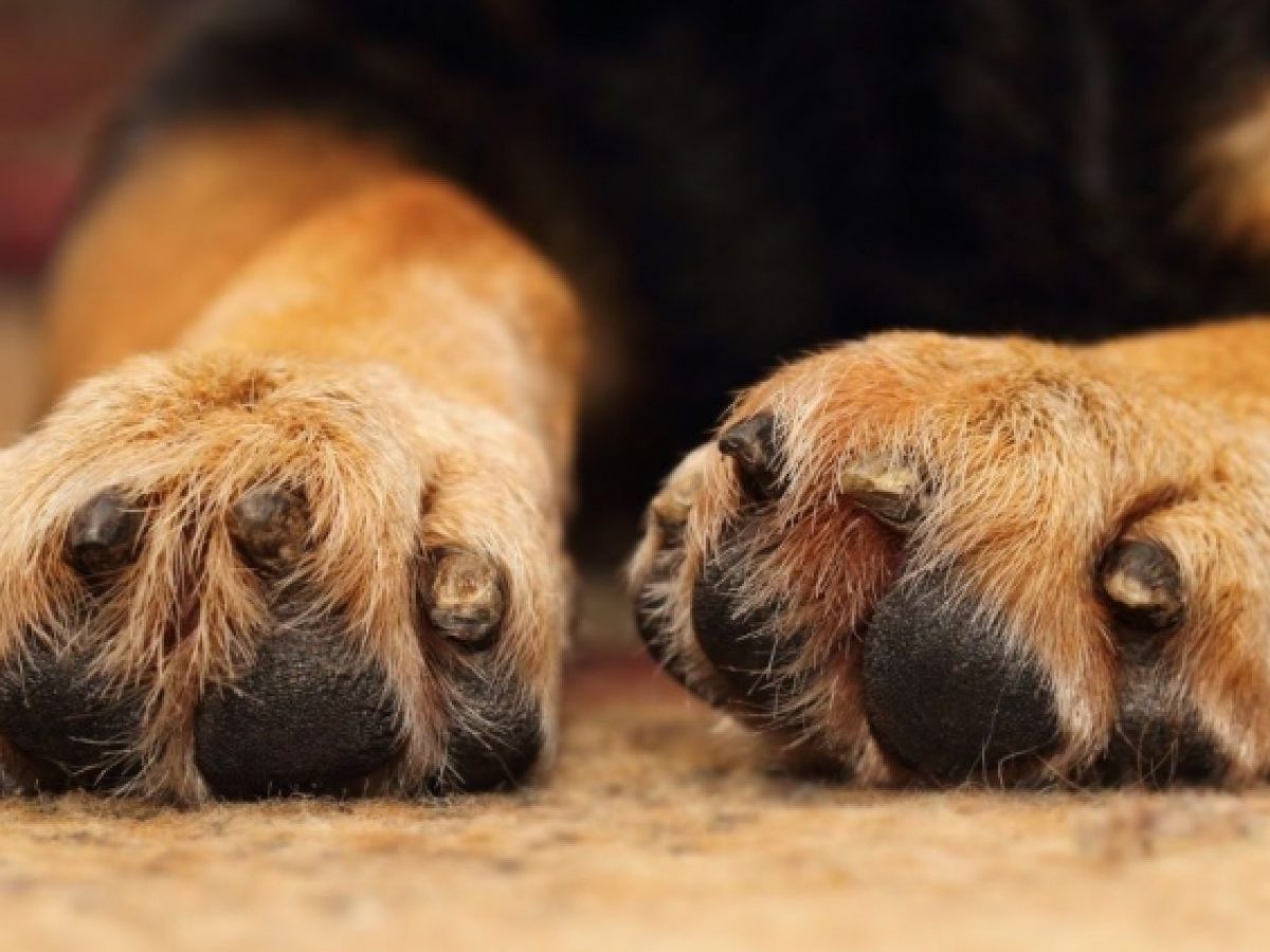 Κρήτη: “Ραγίζει” καρδιές μικρό σκυλάκι που βρέθηκε κολλημένο σε πίσσα – Δίνει μάχη για τη ζωή του (φωτογραφίες, βίντεο)