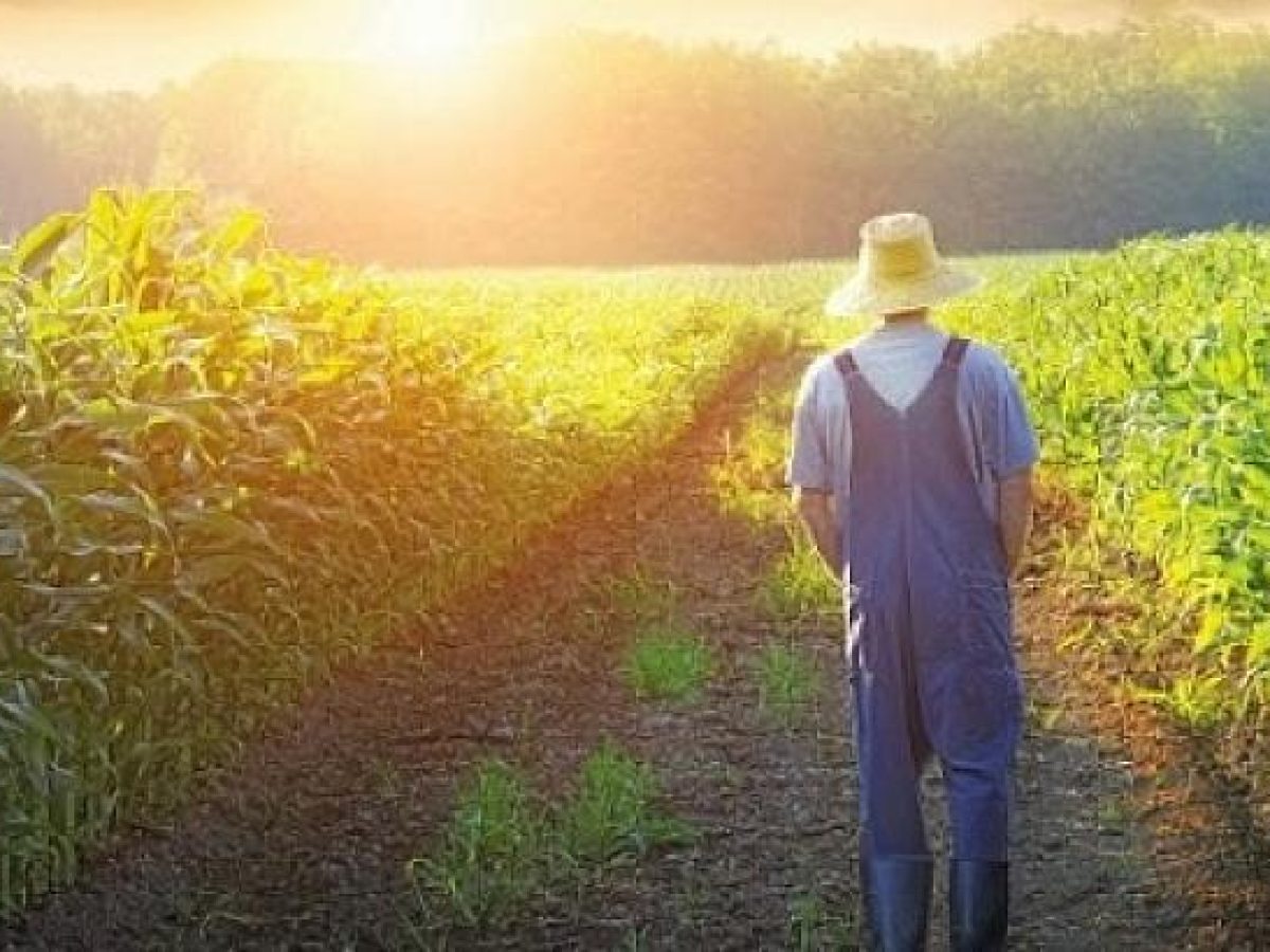 Κρήτη: “Τρομάζει” η εγκατάλειψη των καλλιεργήσιμων εκτάσεων – Ανησυχητικά στοιχεία