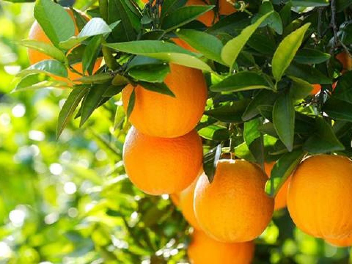 Λίγες ώρες έμειναν για τo 1ο Φεστιβάλ Πορτοκαλιού Οινιαδών στο Νεοχώρι!