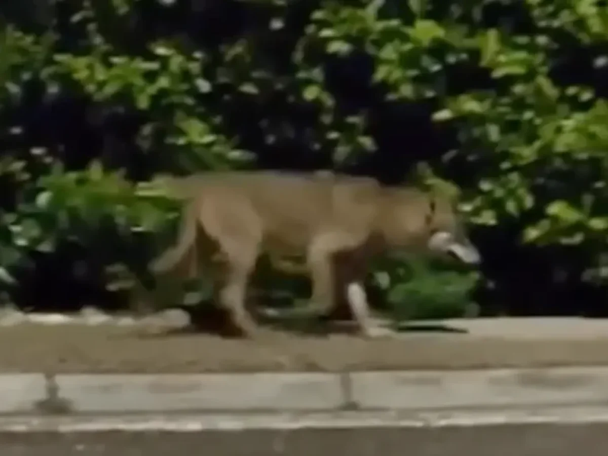 Λύκος «σουλατσάρει» στους Θρακομακεδόνες: Το βίντεο που αναστατώνει την Πάρνηθα – Δέος και ανησυχία (vid)