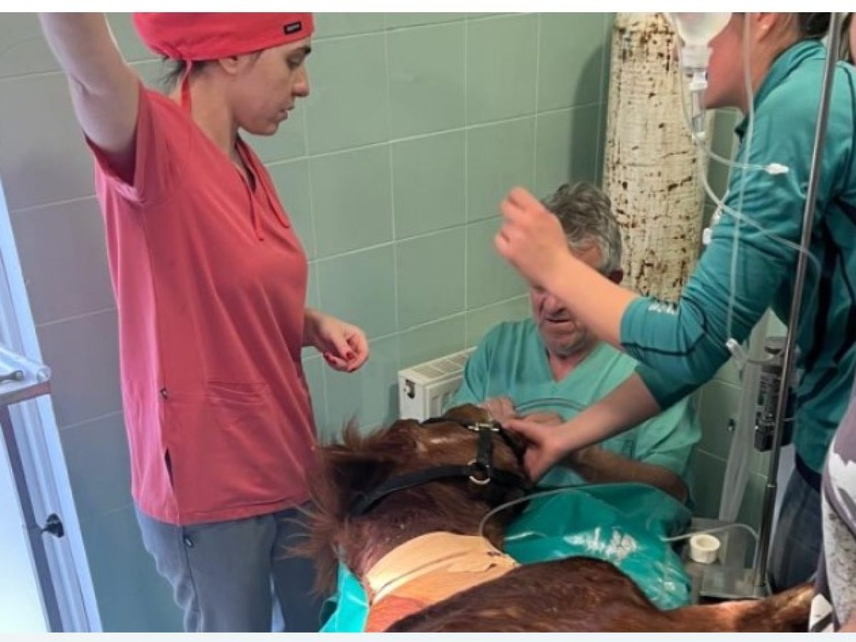 Μάχη ζωής για τον «Διαγόρα»: Σώθηκε ο σπάνιος μικρόσωμος ίππος της Ρόδου μετά από πολύωρη επέμβαση