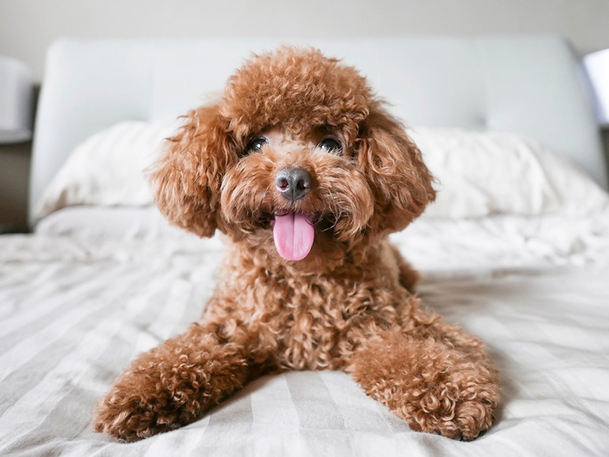 Μάρτιος…ώρα οι τριχωτοί μας φίλοι, να αλλάξουν… γκαρνταρόμπα