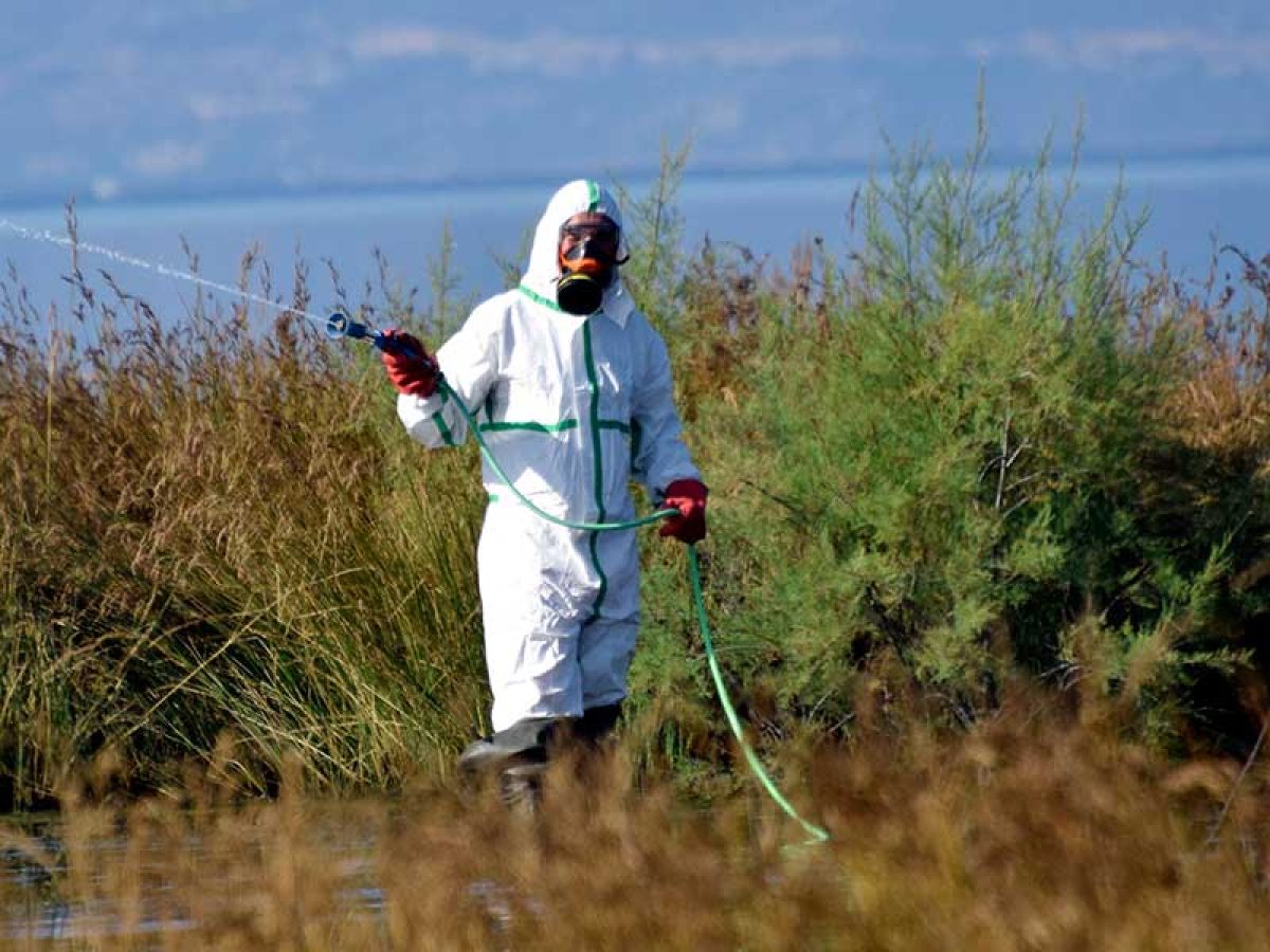 Μας ψεκάζουν: Μάχη για να σωθούμε από τα κουνούπια του Σχινιά και του Μαραθώνα