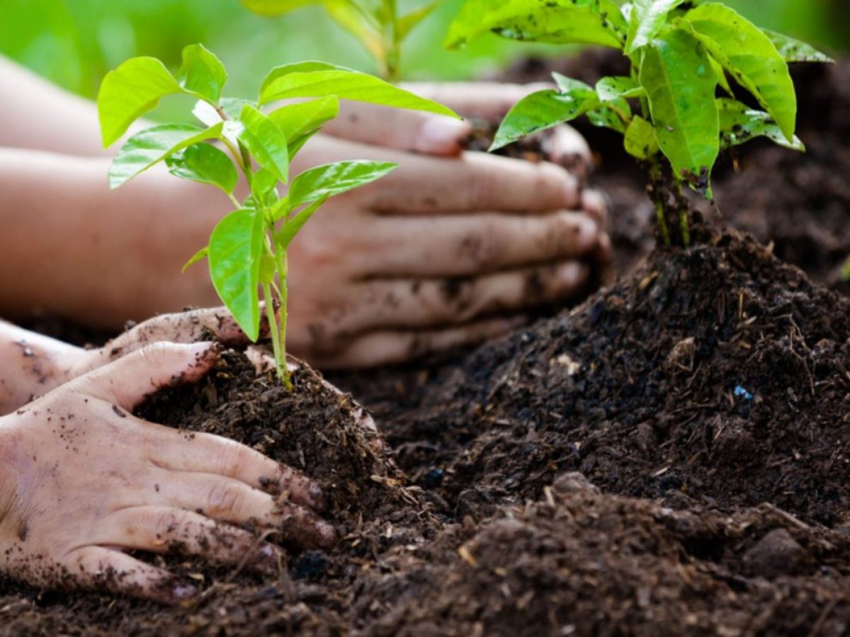 Μαθητές παίρνουν τα φτυάρια τους και ξεκινούν δενδροφύτευση στην Εύβοια
